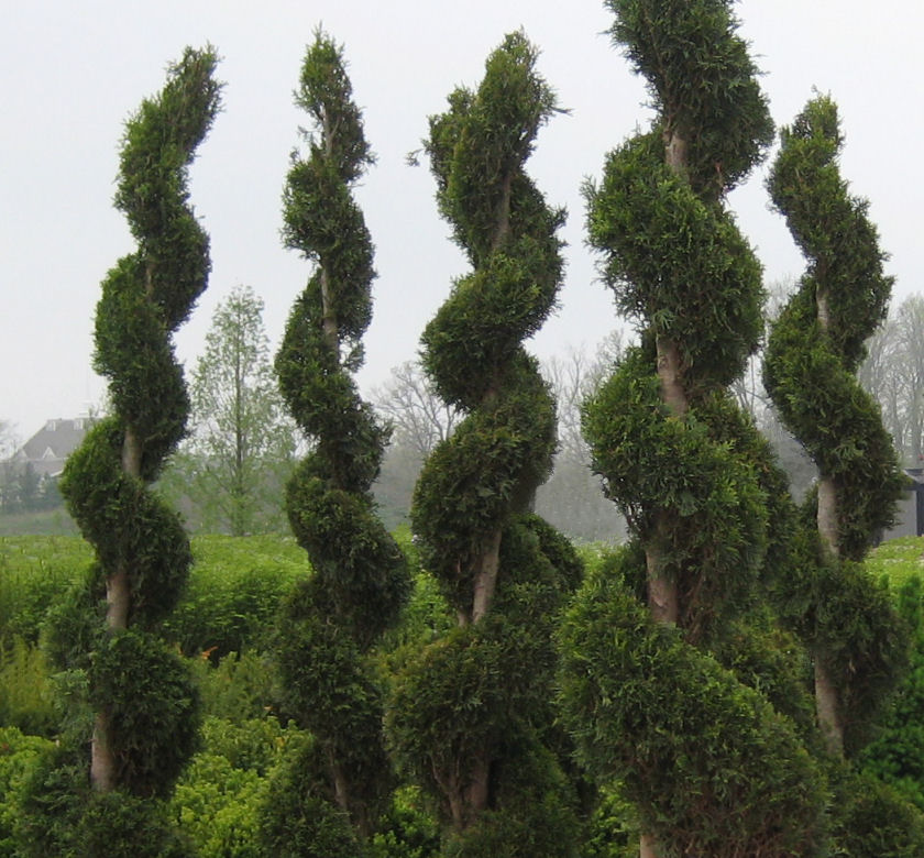 Emerald Green Arborvitae Spiral Natorps Online Plant Store